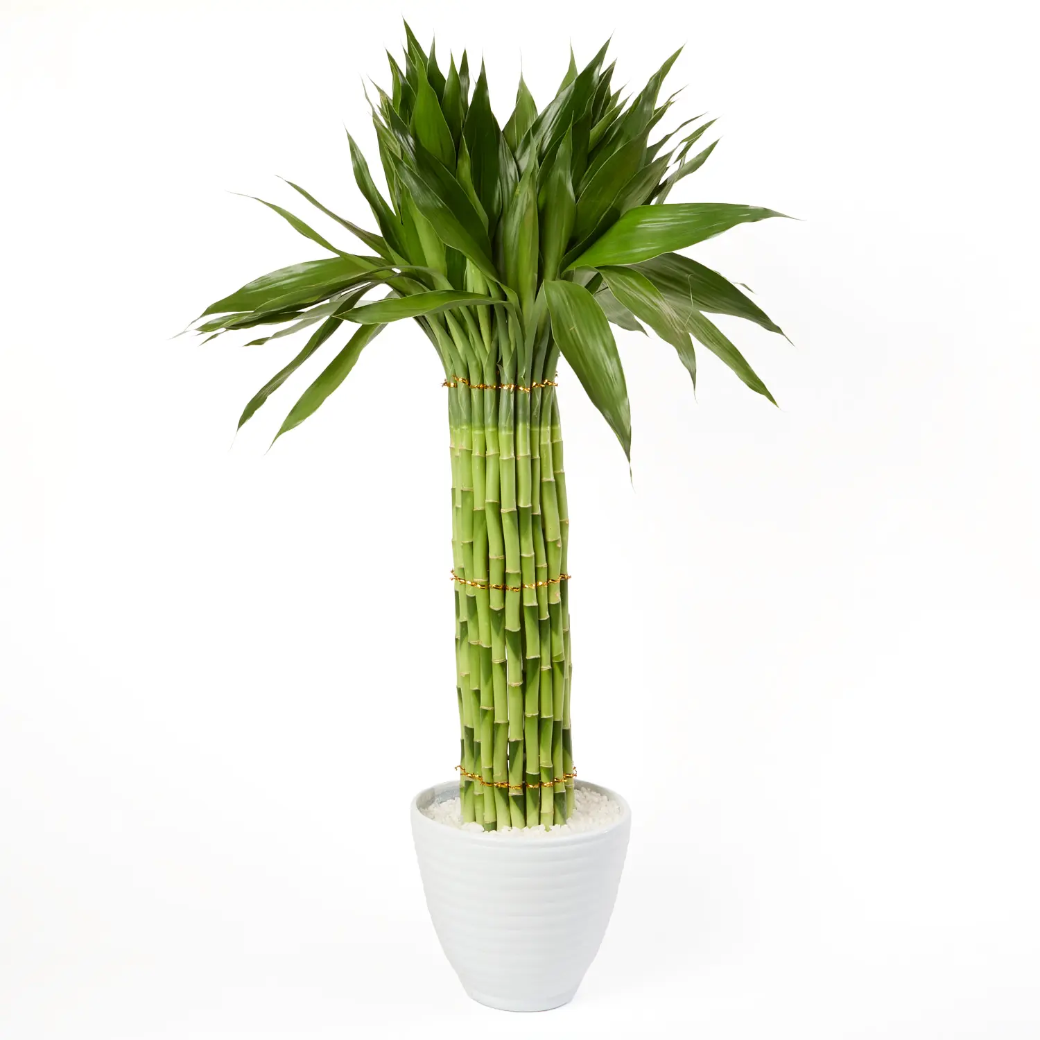 Dracena Micro Circular Planta Natural Timlog