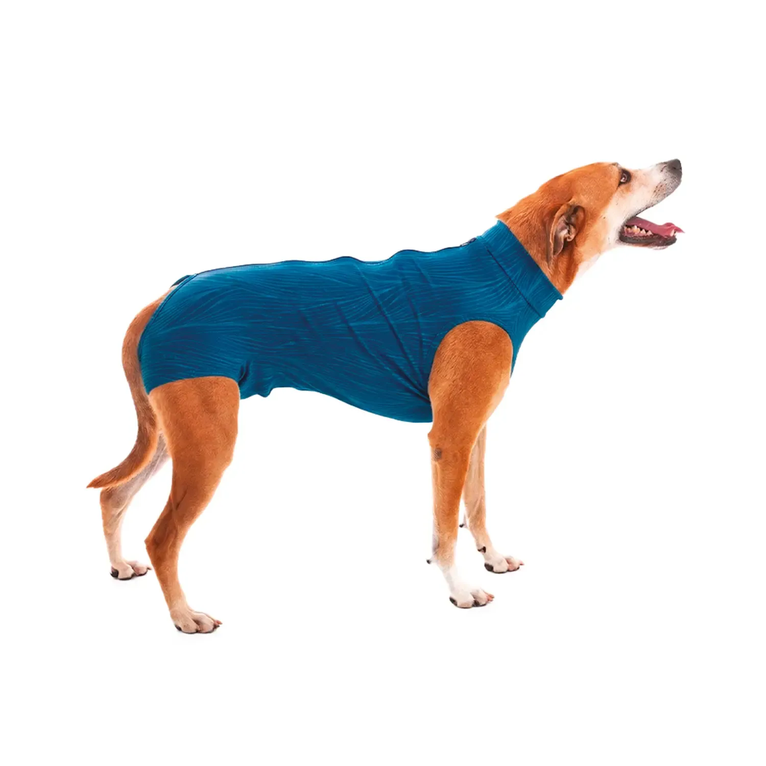 Roupa Pós-Cirúrgica para Cães Machos Castração Pet Med Comfort Pro High Tech Azul