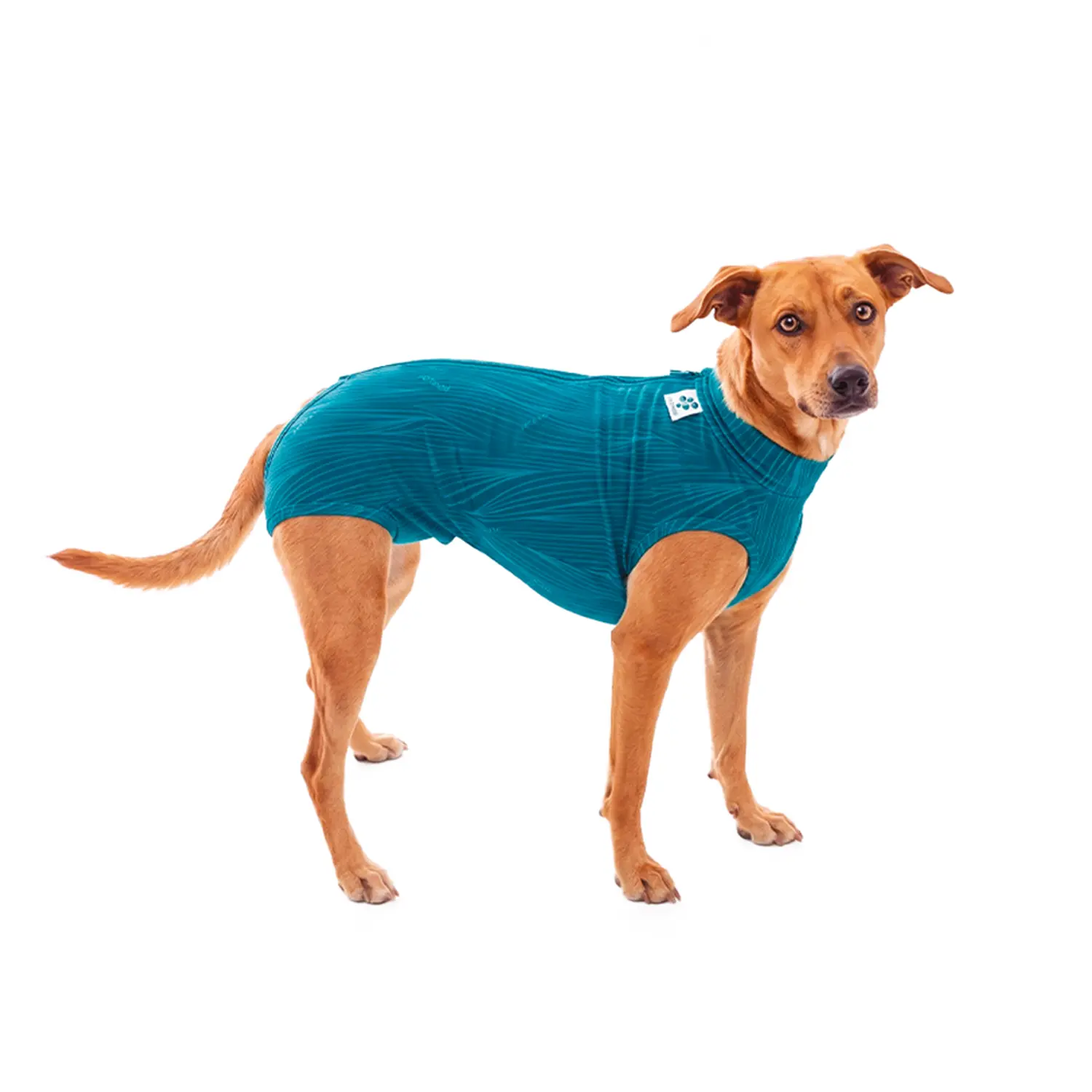 Roupa Pós-Cirúrgica Regular para Cães Machos e Fêmeas Pet Med Comfort Pro High Tech Verde